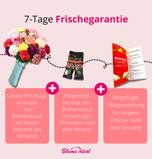 33 bunte Nelken