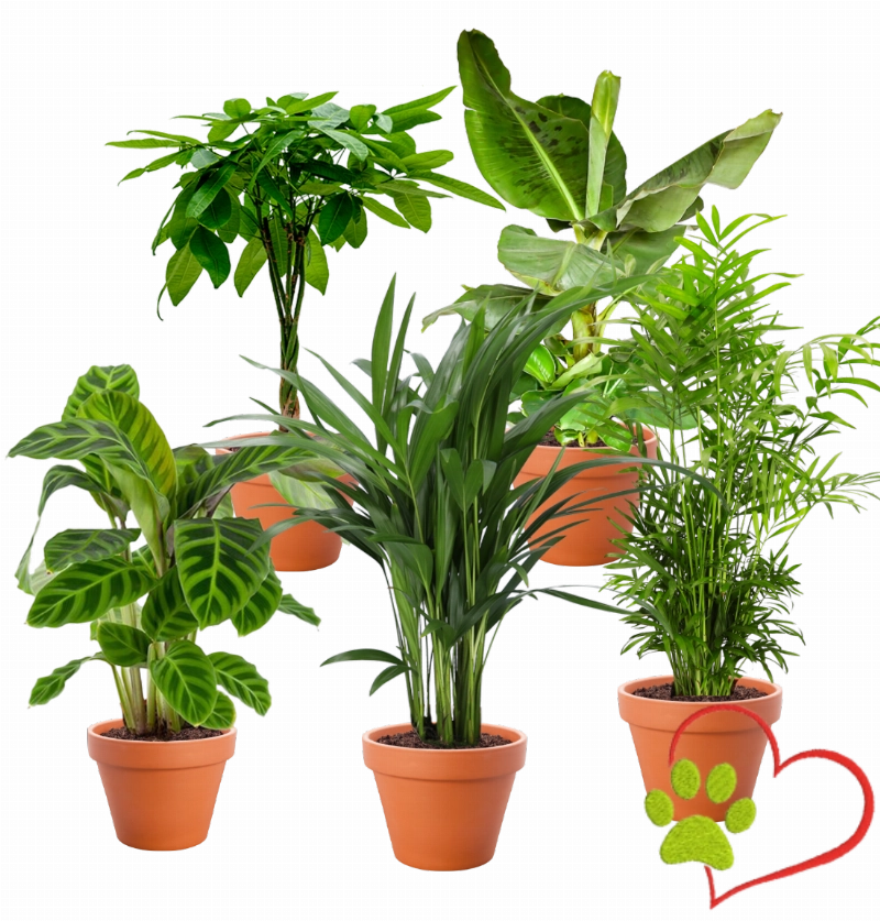 5er-Set "Tierfreund" | Bergpalme | Glückskastanie | Bananenpflanze | Korbmarante | Goldfruchtpalme | +/- 30-60cm | ø 10-15cm Topf 5er-Set "Tierfreund" | Bergpalme | Glückskastanie | Bananenpflanze | Korbmarante | Goldfruchtpalme | +/- 30-60cm | ø 10-15cm Topf