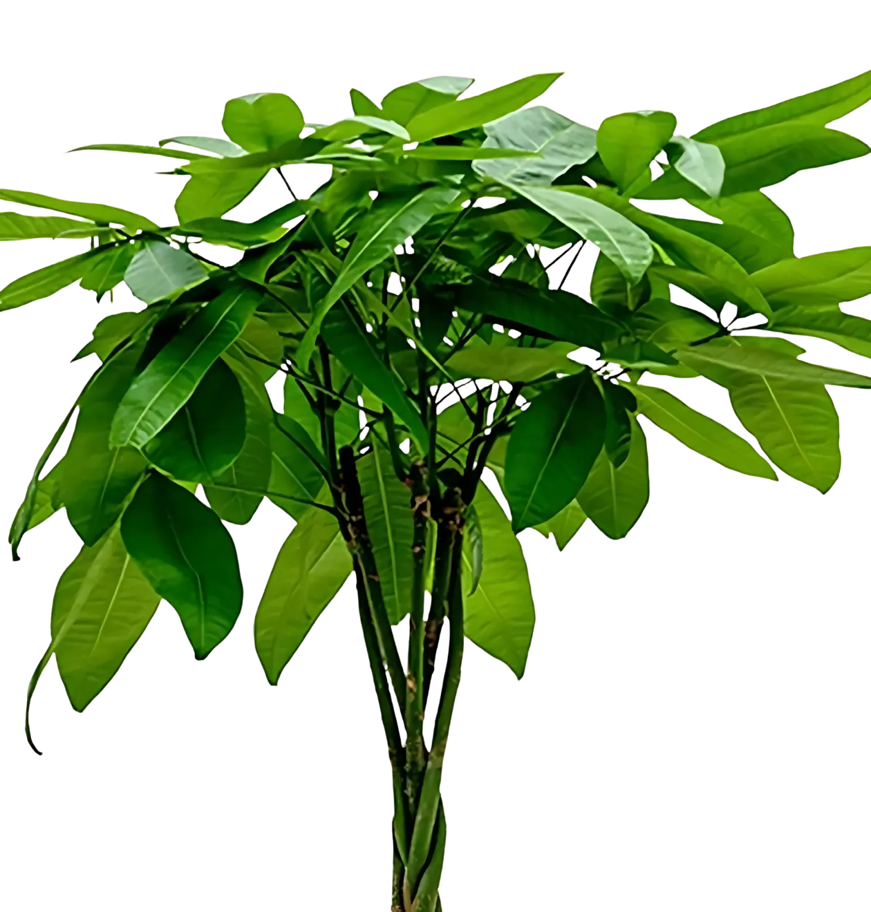 4er-Set "Tierfreund" | Bergpalme | Glückskastanie | Bananenpflanze | Korbmarante | +/- 30-60cm | ø 12-15cm Topf