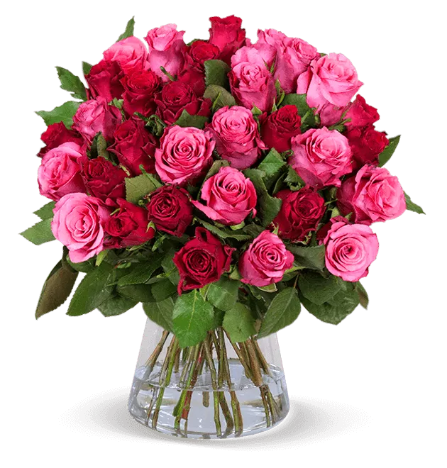 Rot-pinke Rosen