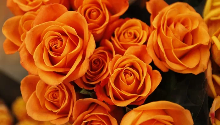 Blumen Oktober - Diese Blumen solltest du kennen Blumen Oktober