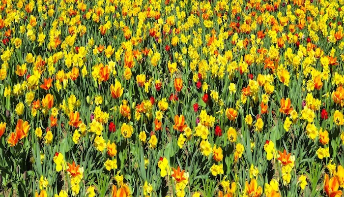 Narzisse Bedeutung - Die Symbolik und Blumensprache der Narzisse Narzissen Bedeutung