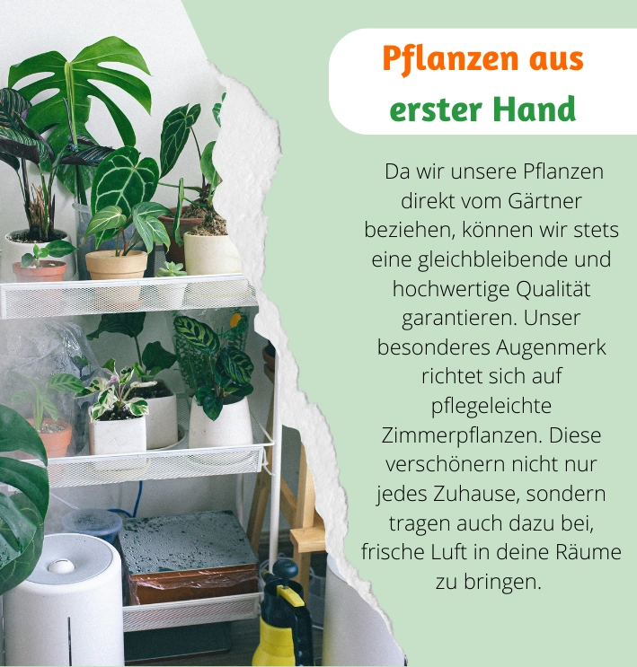 Zamioculcas | Glücksfeder | +/- 60-70cm | ø 12-15cm Topf