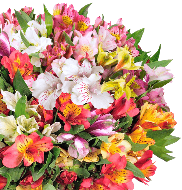 Alstroemeria - Inkalilien