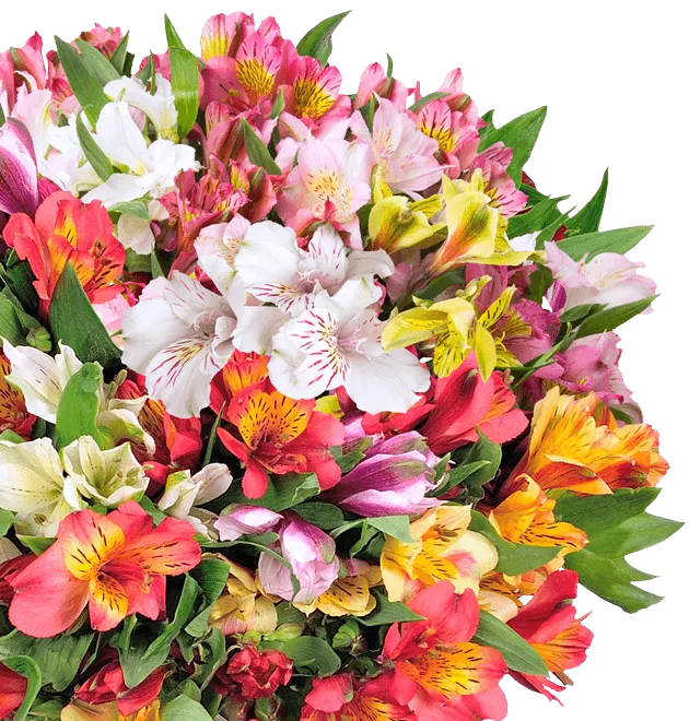 Alstroemeria - Inkalilien