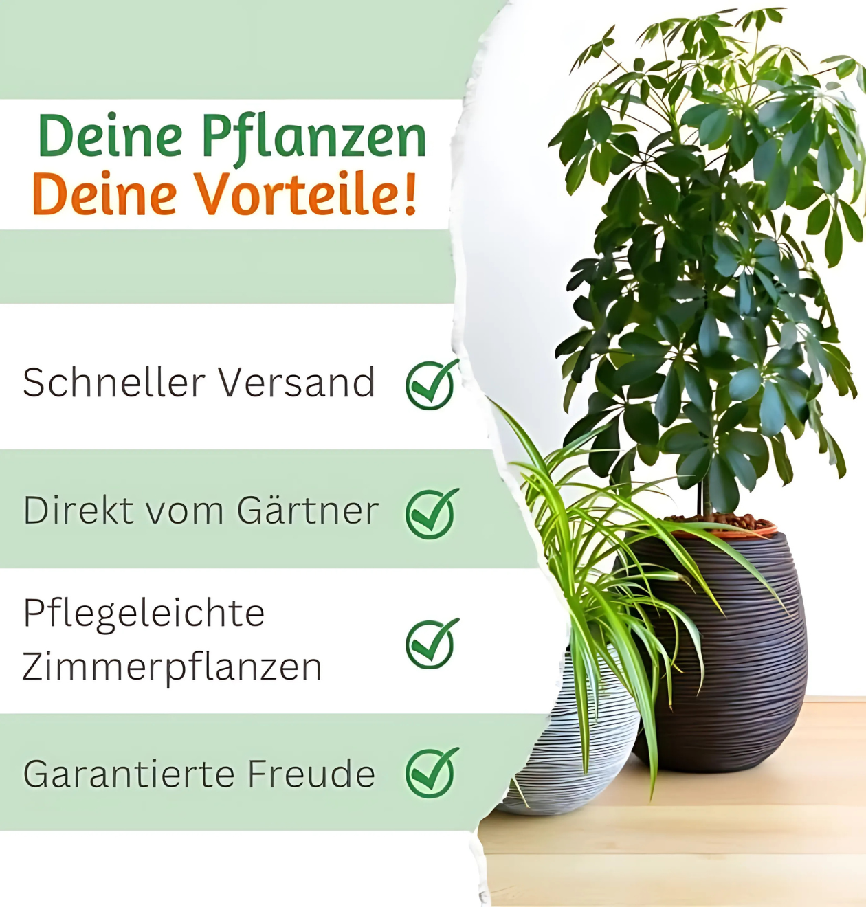 4er-Set "Tierfreund" | Bergpalme | Glückskastanie | Bananenpflanze | Korbmarante | +/- 30-60cm | ø 12-15cm Topf