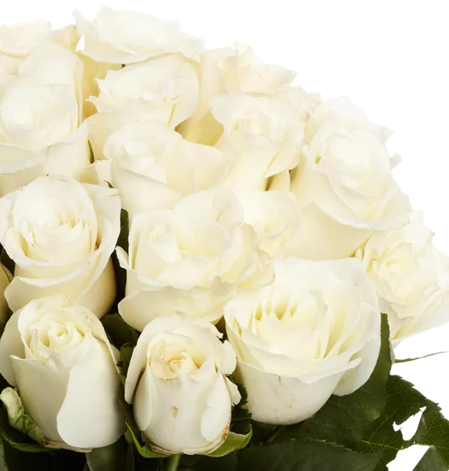 Weiße Rosen