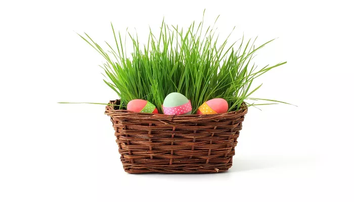 Blumen zu Ostern - Wissen und Hintergründe zum Osterfest Osterdekoration