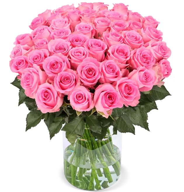 50 pinke Rosen