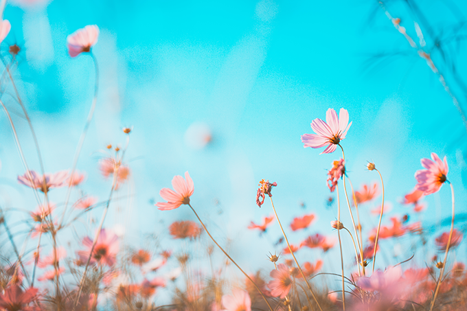 Blumen für jeden Anlass