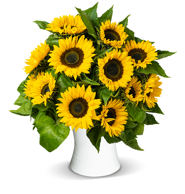 Sonnenblumen
