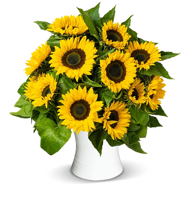 Sonnenblumen