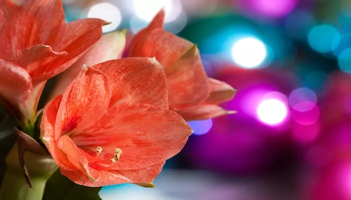 Blumen Dezember - Diese Blumen blühen zum Weihnachtsfest Blumen Dezember