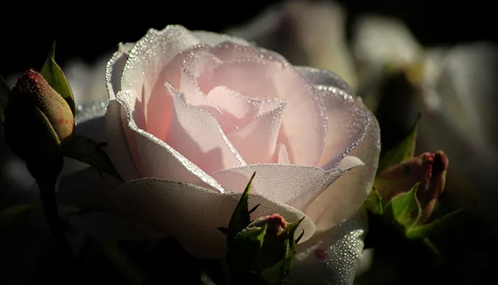 Rosensorten erkennen - So findest du die schönsten Rosen Rosenarten