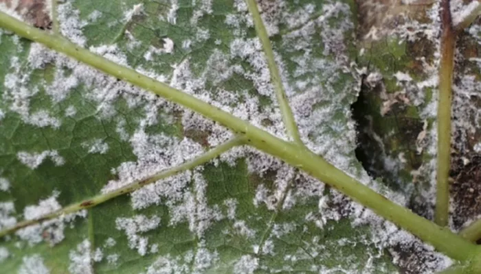 Mehltau bei Rosen – So bekämpfst du den Pilz effektiv Rosen meltau
