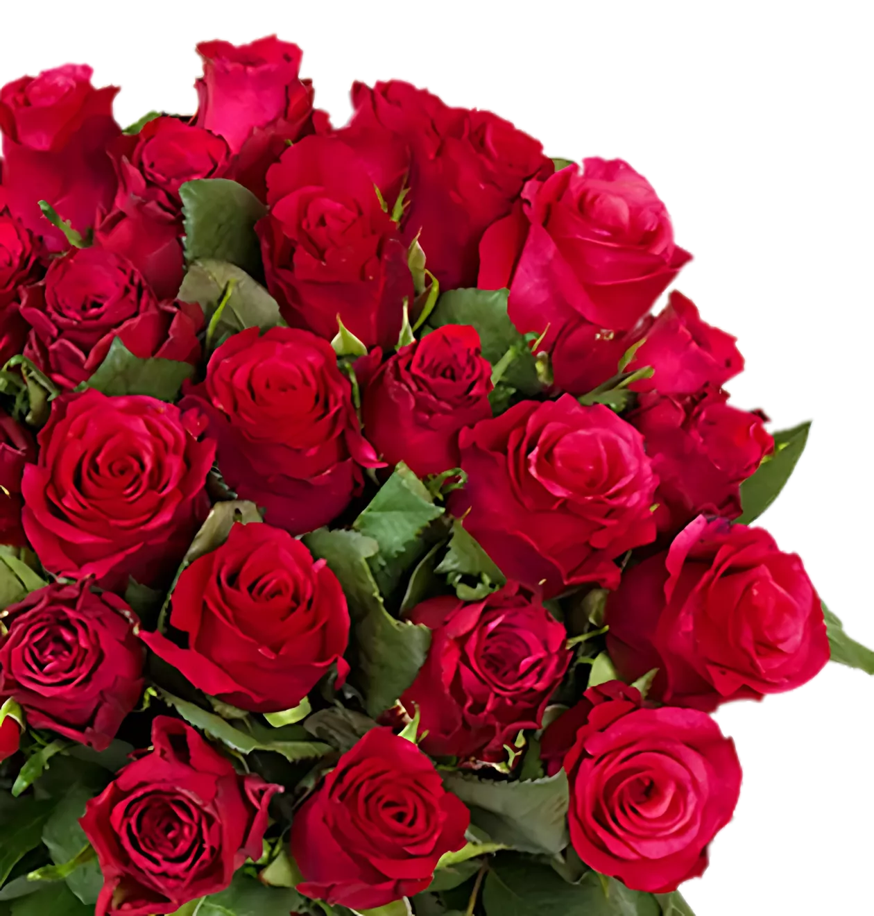 40 rote Rosen