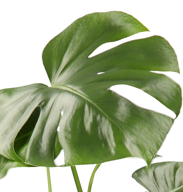 4er-Set| Monstera | Einblatt | Dieffenbachie | Goldfruchtpalme |+/- 40-45cm | ø 12-15cm Topf 4er-Set| Monstera | Einblatt | Dieffenbachie | Goldfruchtpalme |+/- 40-45cm | ø 12-15cm Topf
