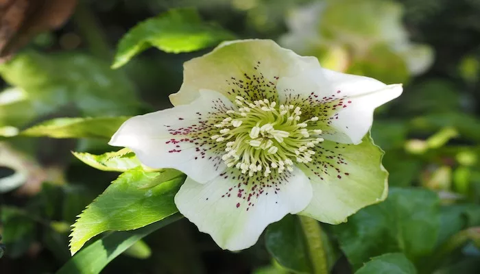 Christrose Bedeutung – Die Symbolik der Schneerose erklärt Christrose Bedeutung