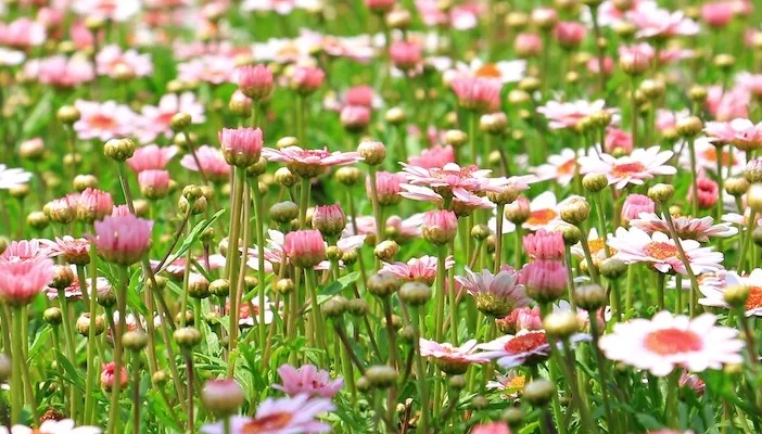 Blumen Symbole - 10 Blumensorten und ihre Sprache Blumen Symbole