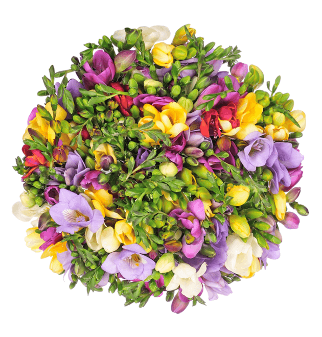 50 bunte Freesien mit bis zu 400 Blüten