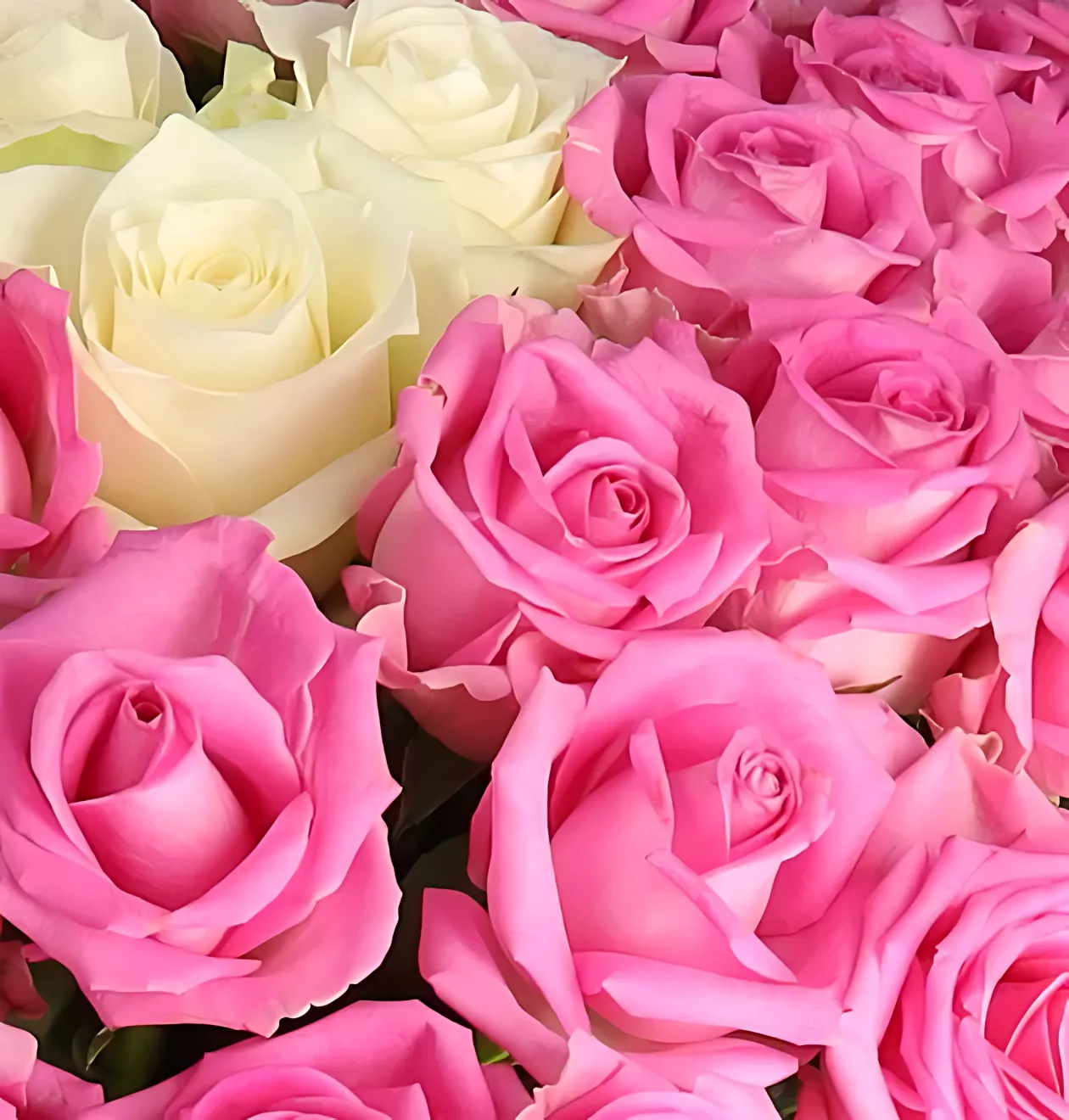 60 Rosen - “Pink Special”
