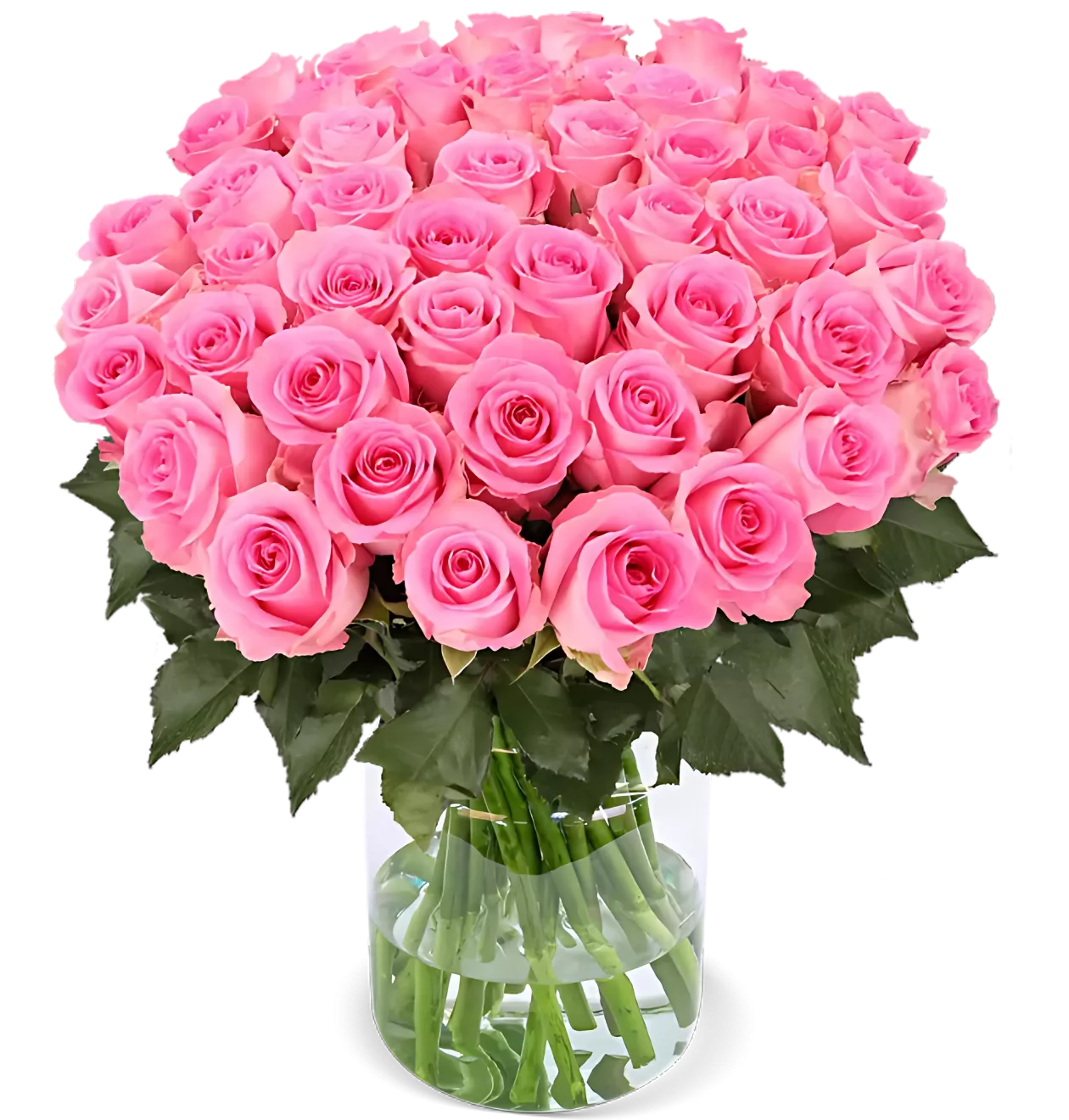 40 pinke Rosen