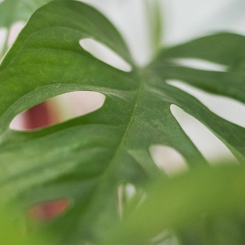 Monstera Monkey Leaf | “Affenblatt” | +/- 30-45cm | ø 12-15cm Topf