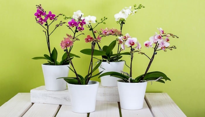 Orchidee Bedeutung