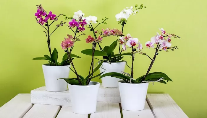 Orchidee Bedeutung - Blumensprache und Symbolik der Orchidee Orchidee Bedeutung
