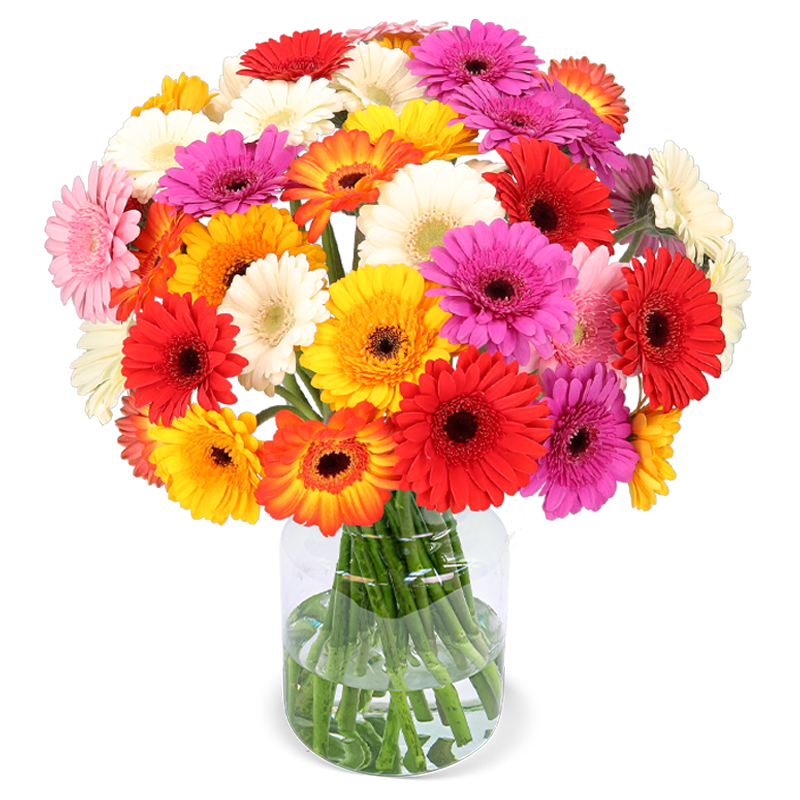 33 bunte Gerbera