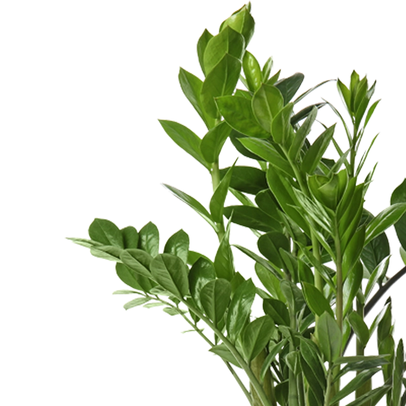 Zamioculcas | Glücksfeder | +/- 60-70cm | ø 12-15cm Topf