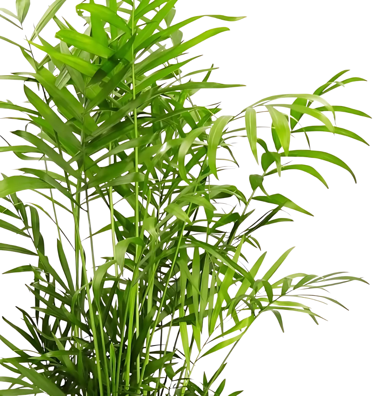 6er-Set “Tierfreund” | Bergpalme | Bananenpflanze | Goldfruchtpalme | Grünlilie | Korbmarante | Glückskastanie | +/- 30-60cm | ø 12-15cm Topf