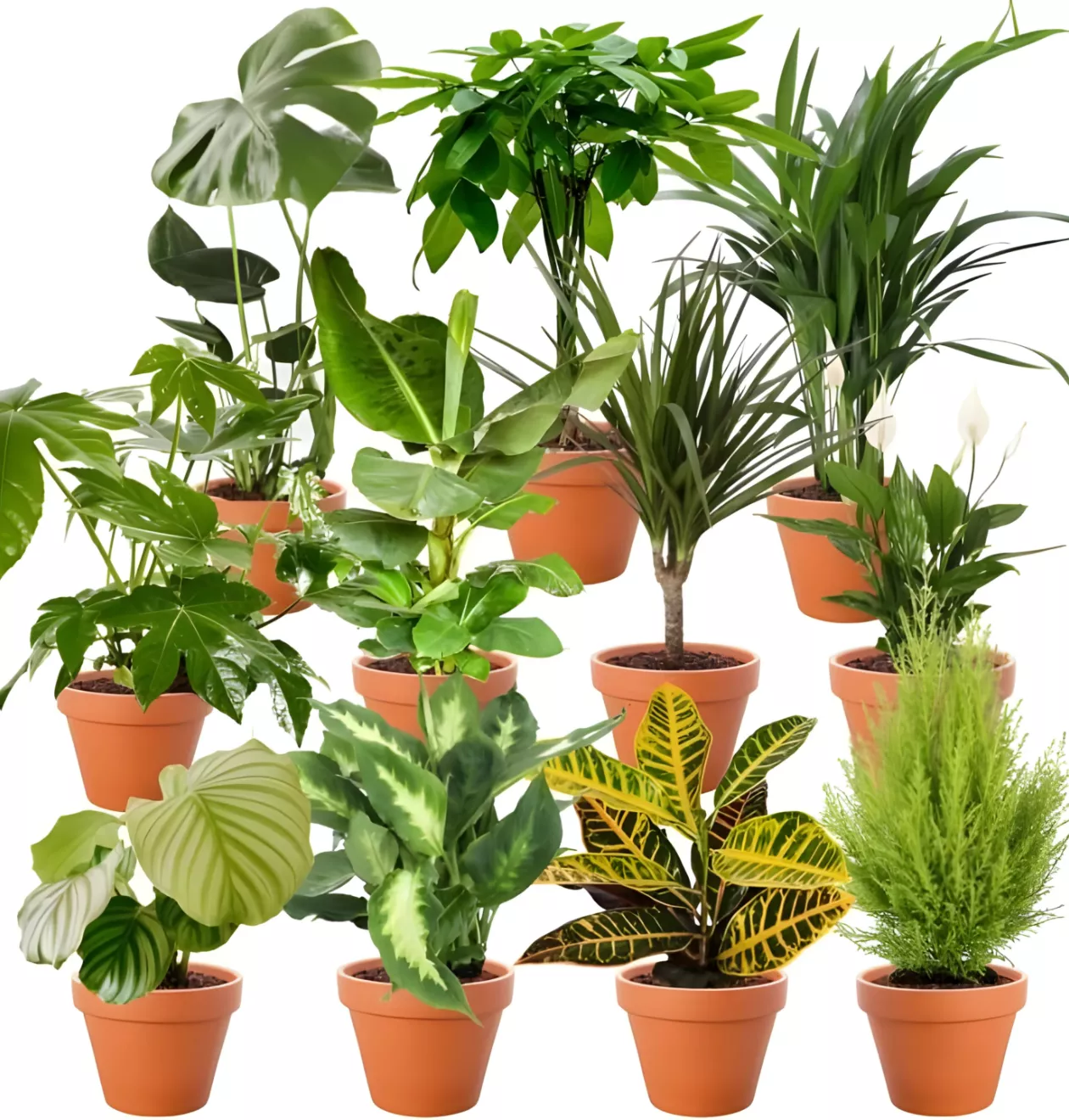 9er-Set | Pflanzenüberraschung | +/- 40-70cm | ø 12-15cm Topf