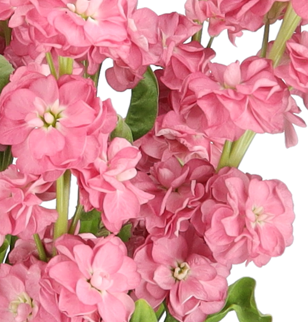 10 Levkojen