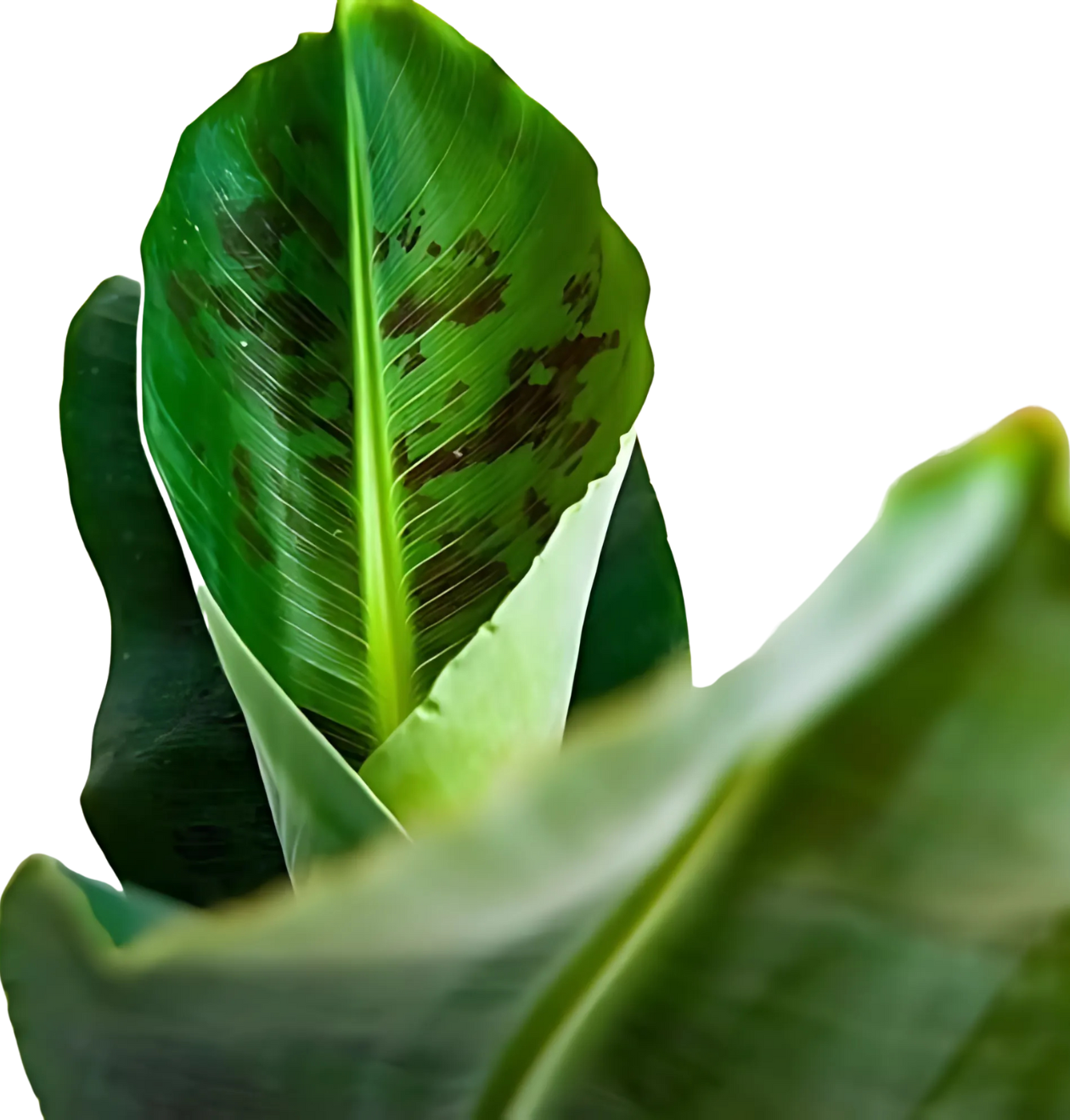 4er-Set "Tierfreund" | Bergpalme | Glückskastanie | Bananenpflanze | Korbmarante | +/- 30-60cm | ø 12-15cm Topf