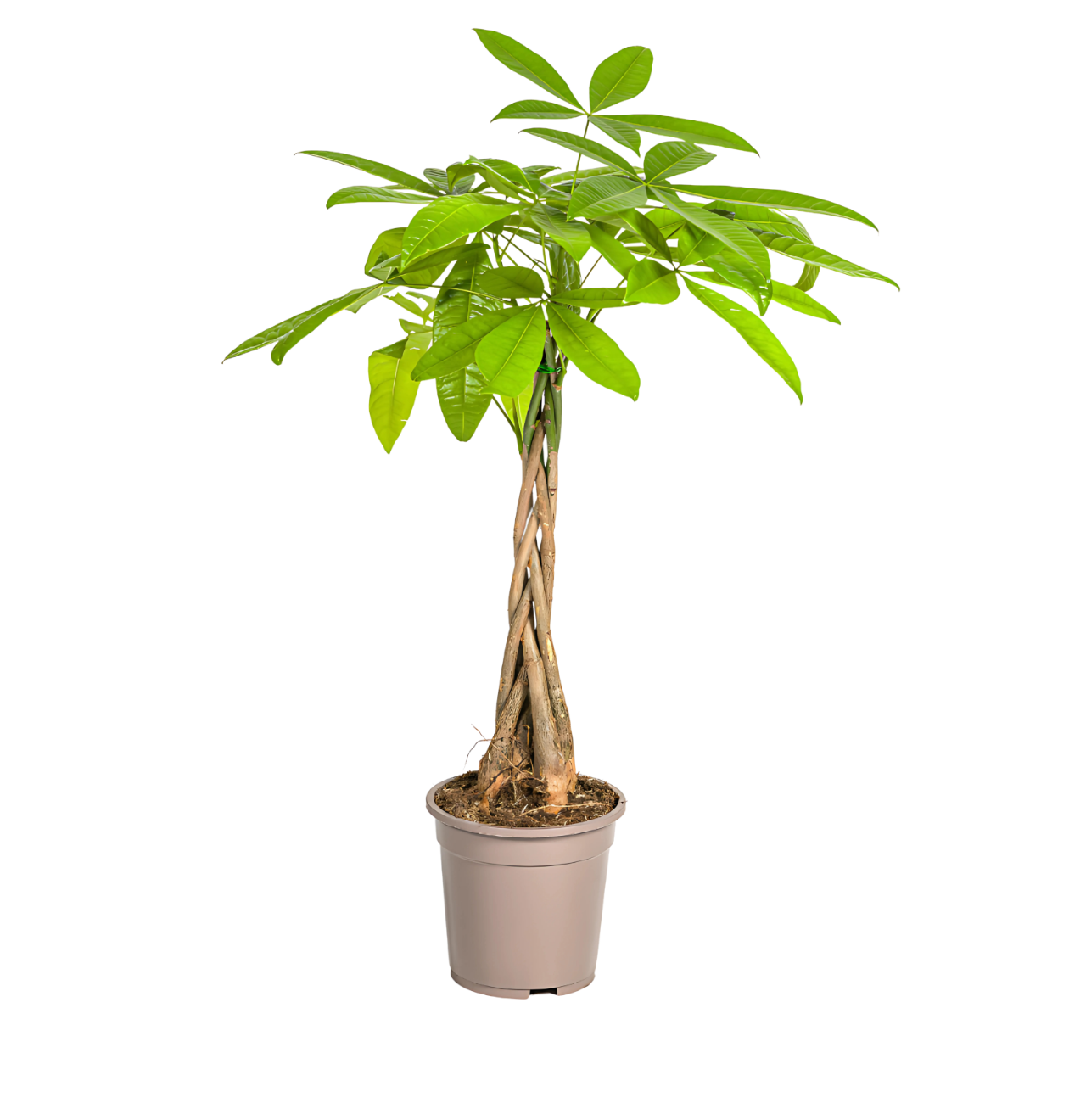 Pachira Aquatica | Glückskastanie | +/- 80cm | ø 19cm Topf
