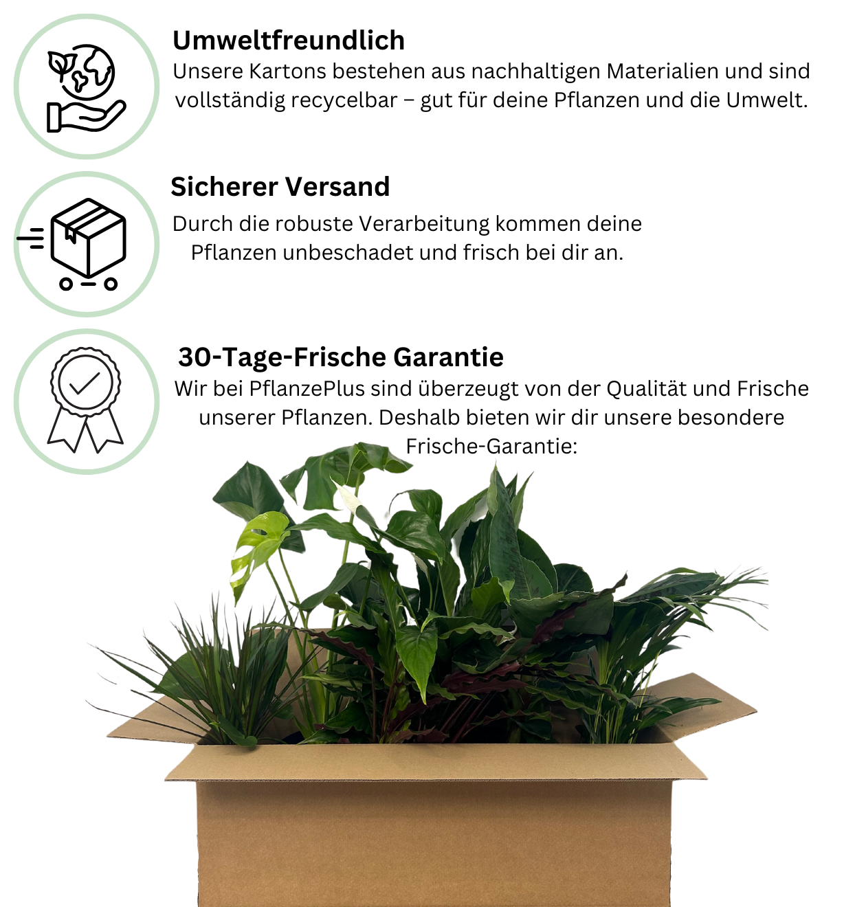 Strelitzia “Reginae” | Paradiesvogelblume | +/- 100cm | ø 19cm Topf