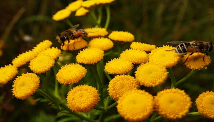 Blumen für Bienen