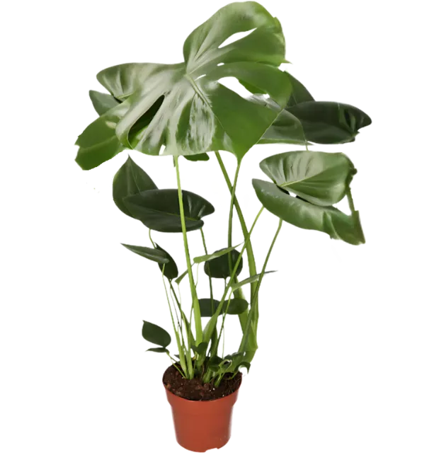Monstera “Deliciosa” | +/- 55-70cm | ø 12-15cm Topf