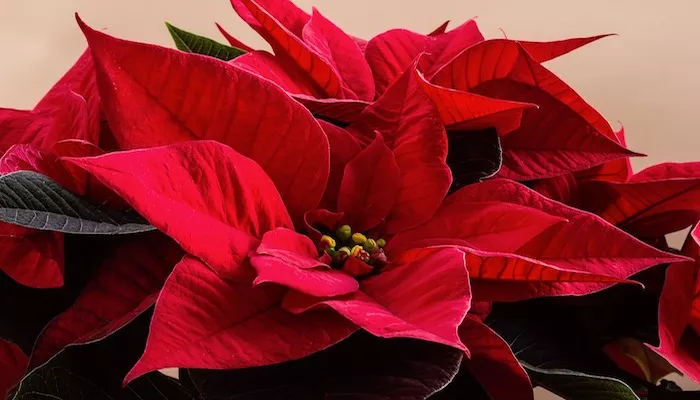 Weihnachtsstern Bedeutung - Das bedeutet er wirklich! Weihnachtsstern Bedeutung