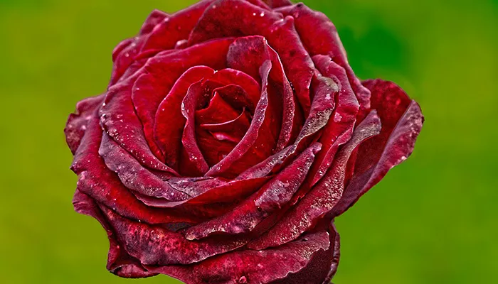 Rosen haltbar machen - Top 5 Tipps zur Lebensverlängerung Rosen haltbar machen