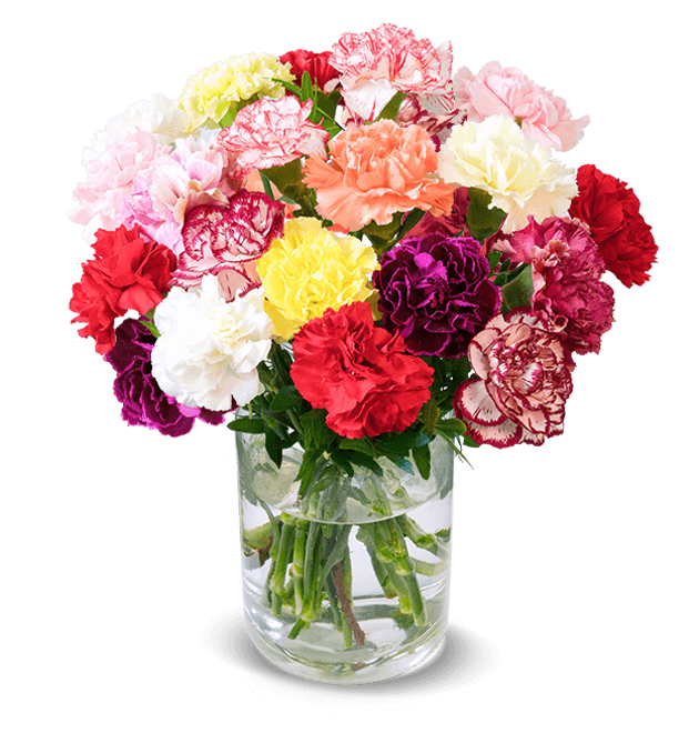 33 bunte Nelken