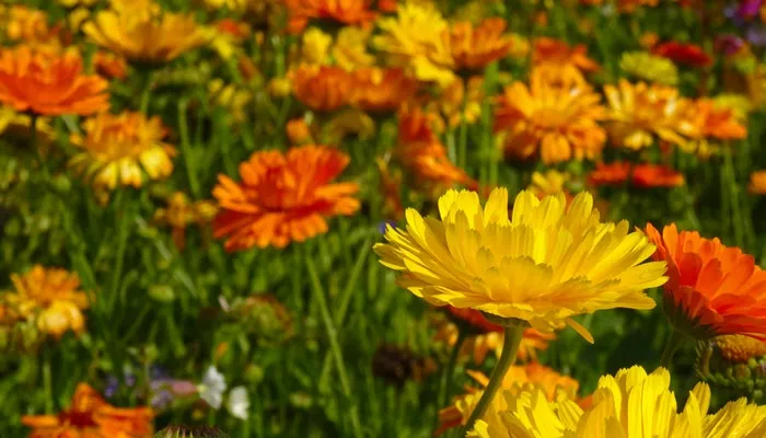 Geburtsblume Oktober