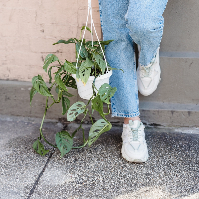 Monstera Monkey Leaf | “Affenblatt” | +/- 30-45cm | ø 12-15cm Topf