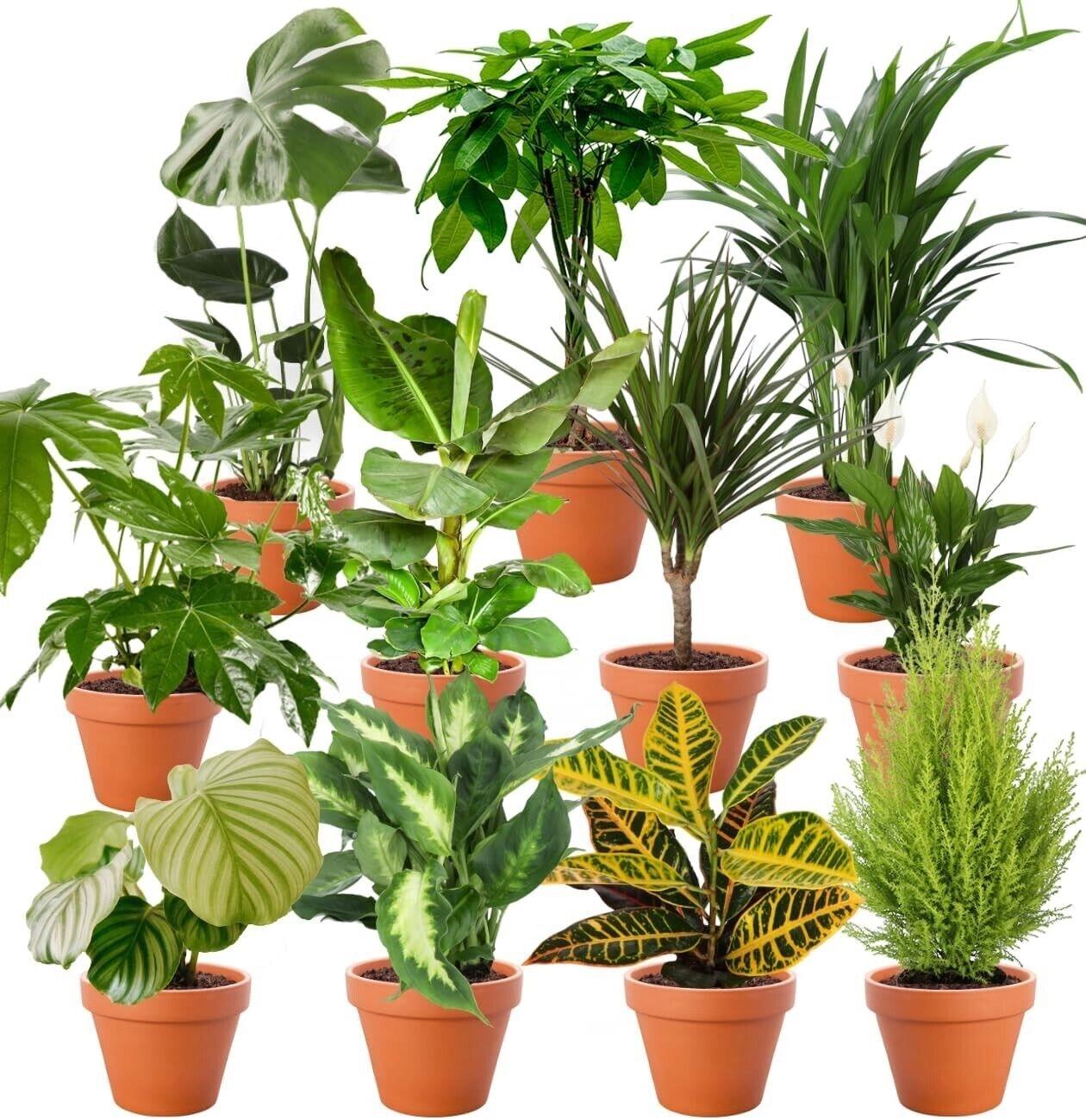 7er-Set | Pflanzenüberraschung | +/- 40-70cm | ø 12-15cm Topf