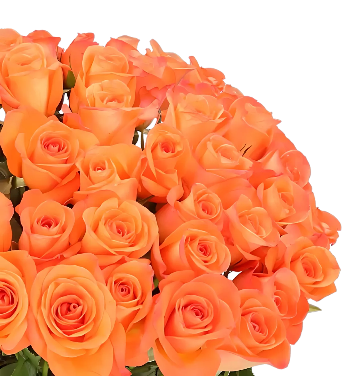 60 orange Rosen