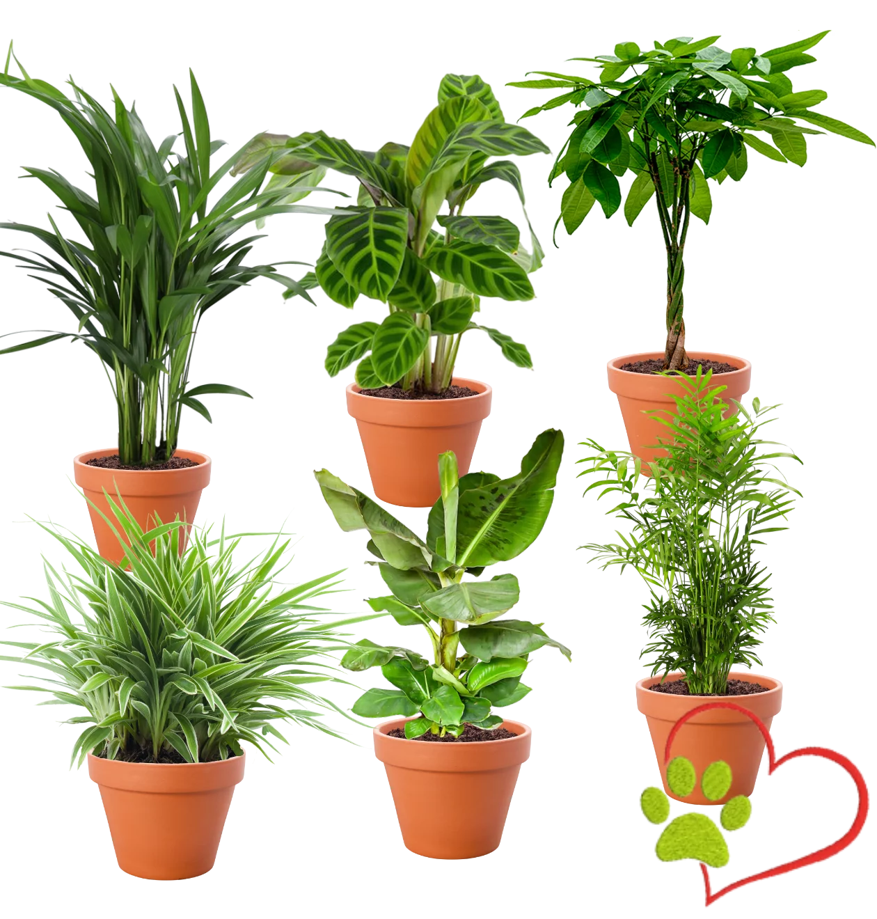 6er-Set “Tierfreund” | Bergpalme | Bananenpflanze | Goldfruchtpalme | Grünlilie | Korbmarante | Glückskastanie | +/- 30-60cm | ø 12-15cm Topf 6er-Set “Tierfreund” | Bergpalme | Bananenpflanze | Goldfruchtpalme | Grünlilie | Korbmarante | Glückskastanie | +/- 30-60cm | ø 12-15cm Topf