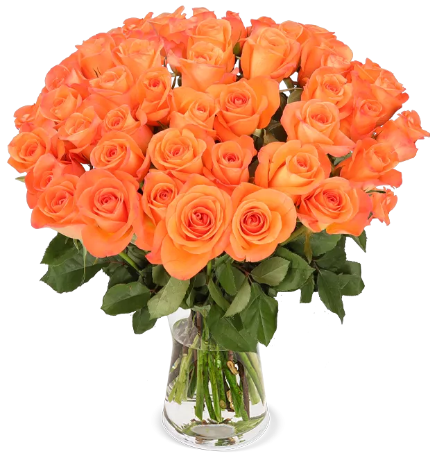  50 orange Rosen