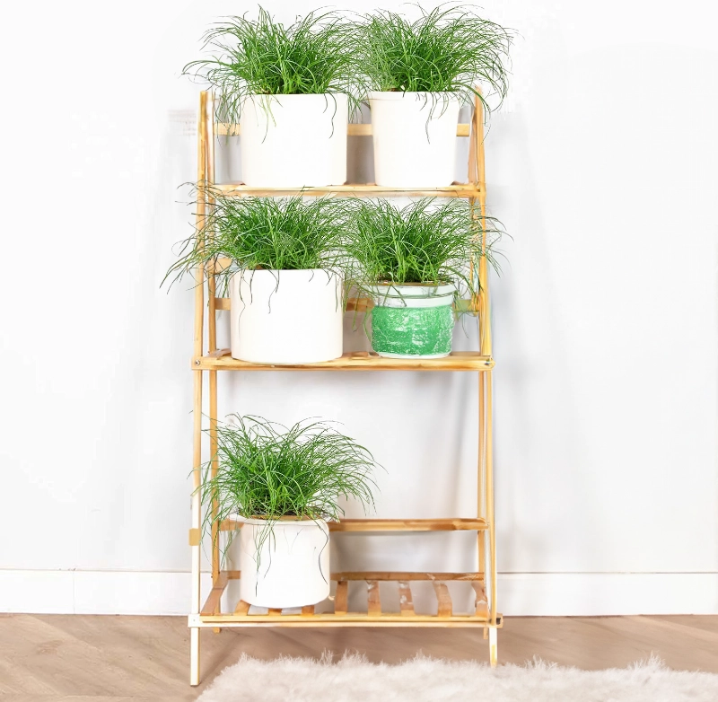 5er-Set | Katzengras | +/- 30-40cm | ø 10-15cm Topf 5er-Set | Katzengras | +/- 30-40cm | ø 10-15cm Topf