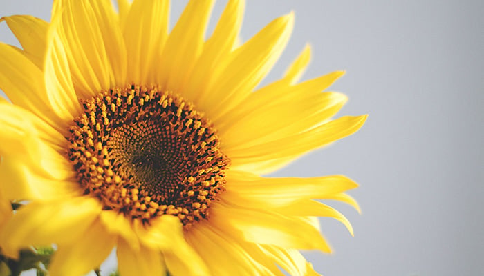 Sonnenblumen Bedeutung